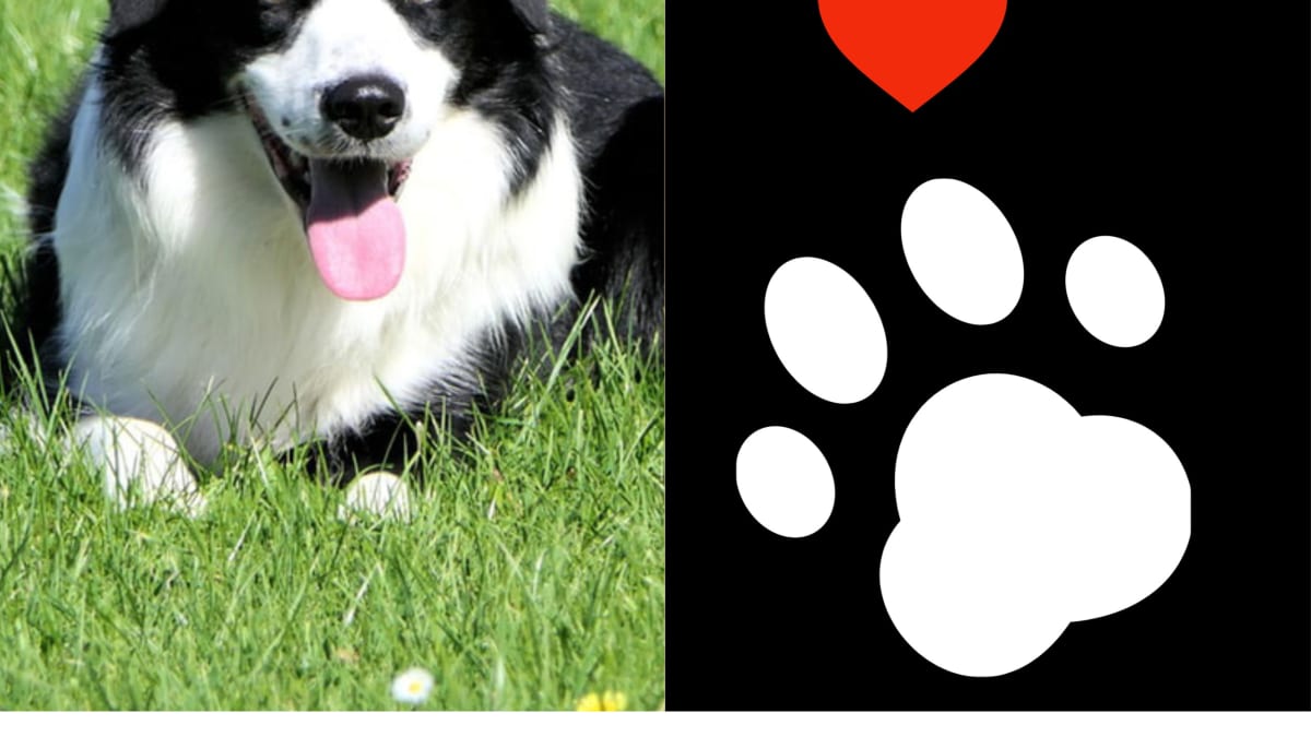 are border collies good protection dogs