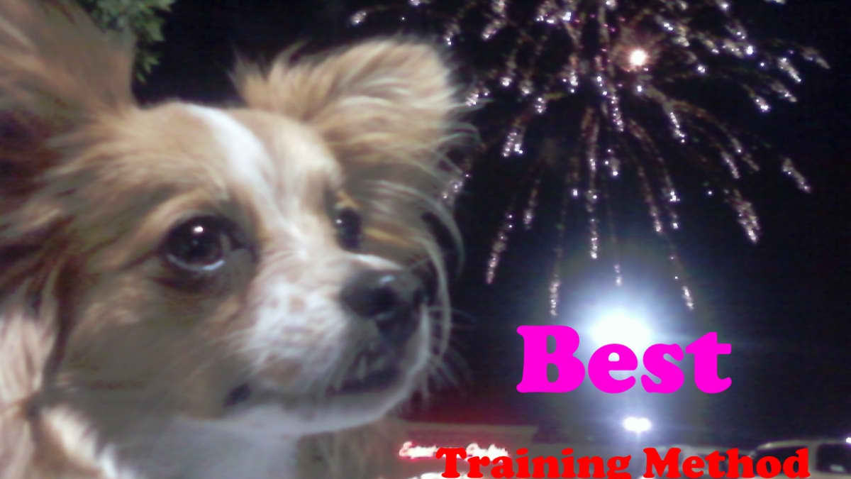 Best Way To Train Your Dog Not To Be Afraid Of Fireworks Pethelpful