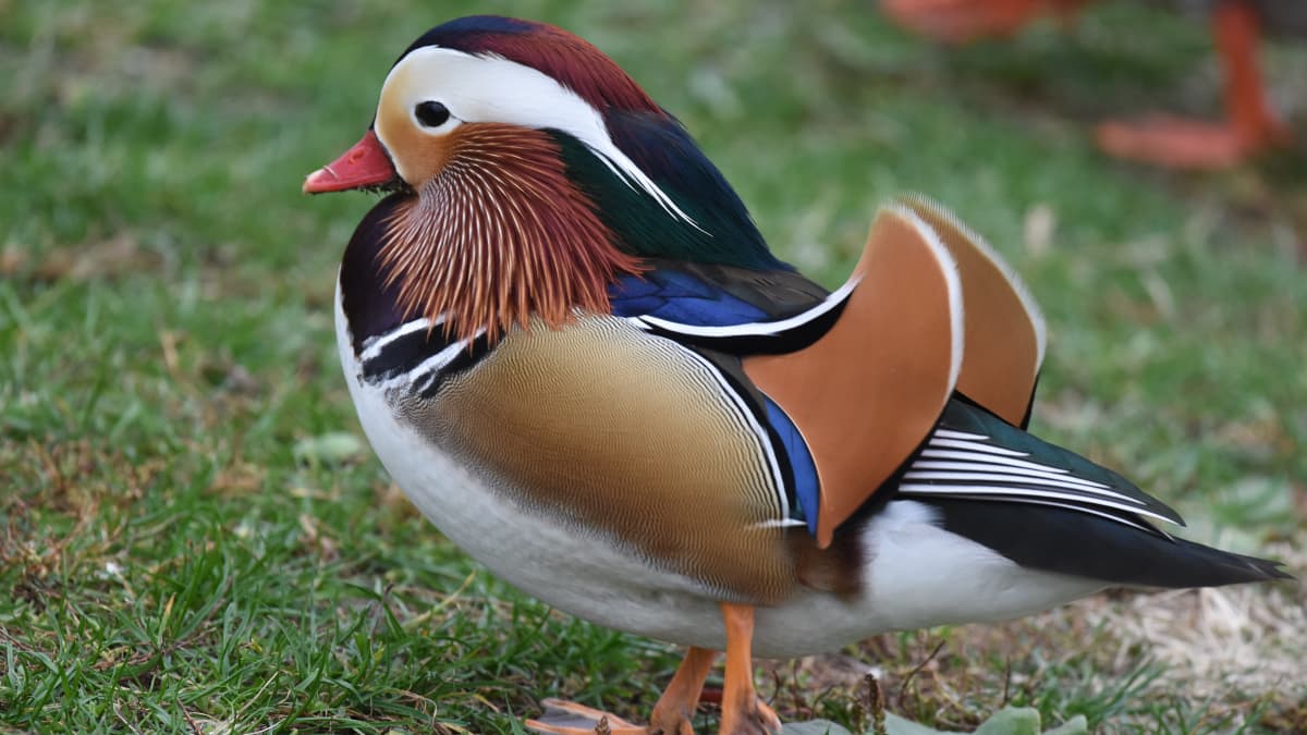 The Guinea Fowl: Interesting Facts and Information - Owlcation