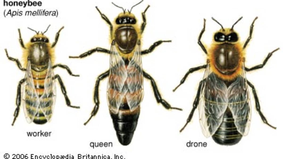 Bee Information for Kids: Bumblebee & Honey Bee Facts