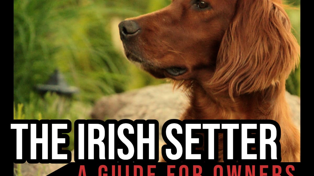 how do you groom an irish setter