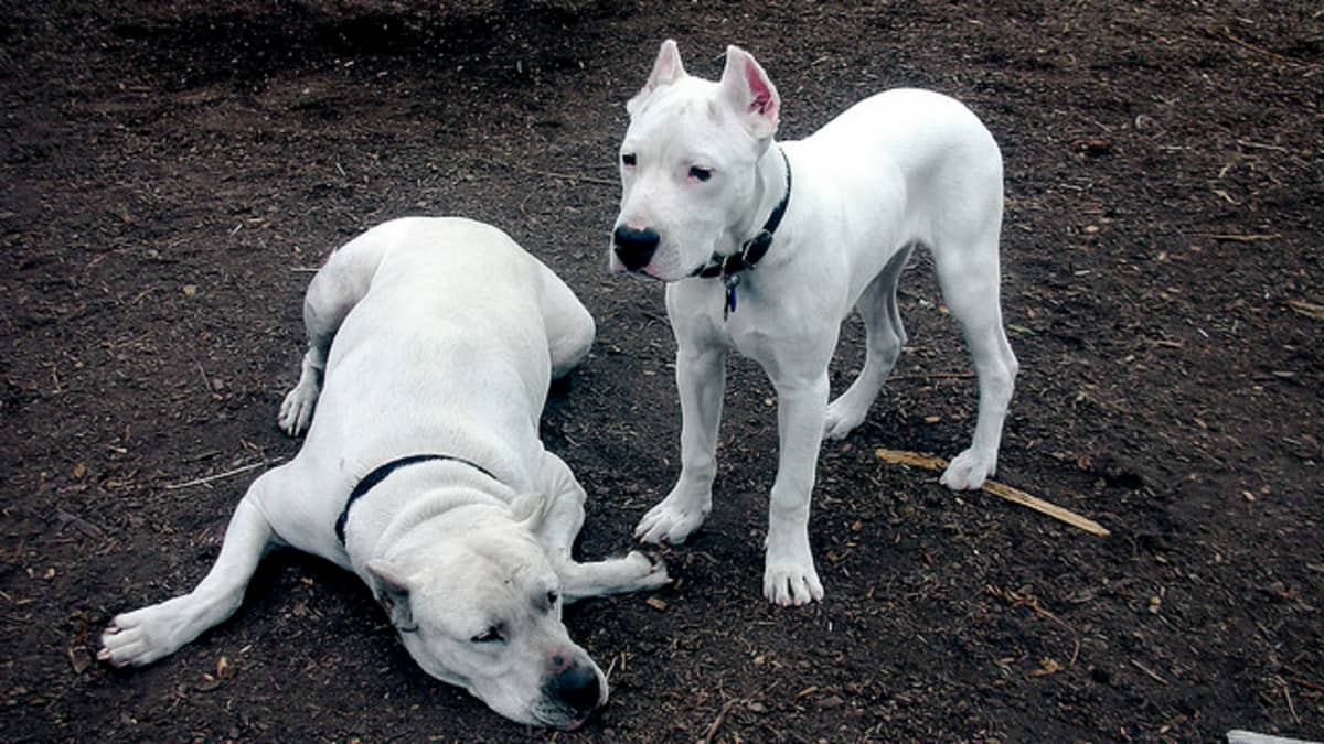The Dogo Argentino Dog Breed: Tough but Misunderstood - PetHelpful