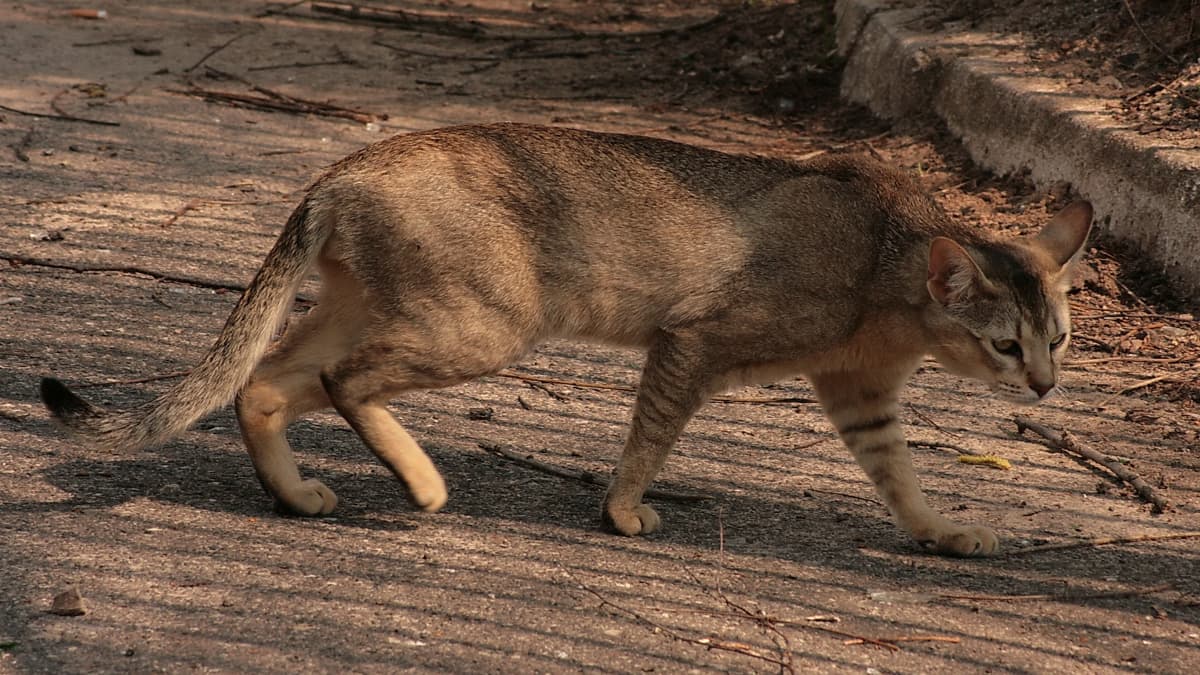 The Charismatic Chausie: A Deep Dive into This Hybrid Breed - Temperament and behavior of the Chausie