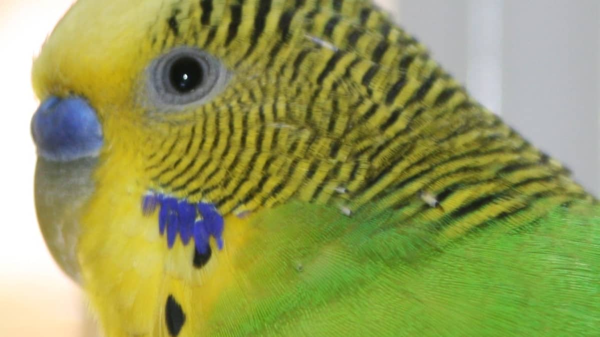 Tips for Caring for Your First Pet Budgie (Parakeet) - PetHelpful
