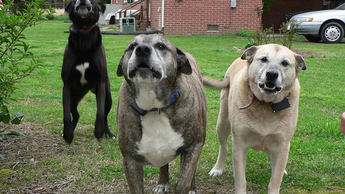 dog training no barking