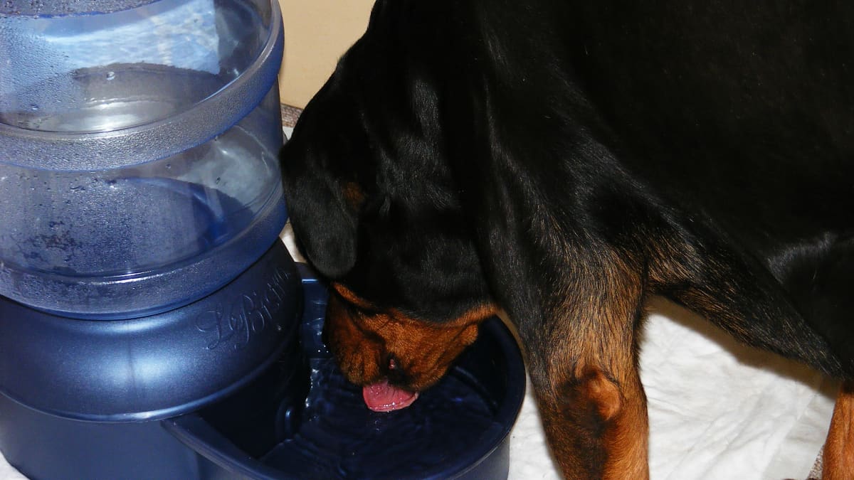 Keep Your Dog Hydrated - The Perfect Amount of Water for your Pet