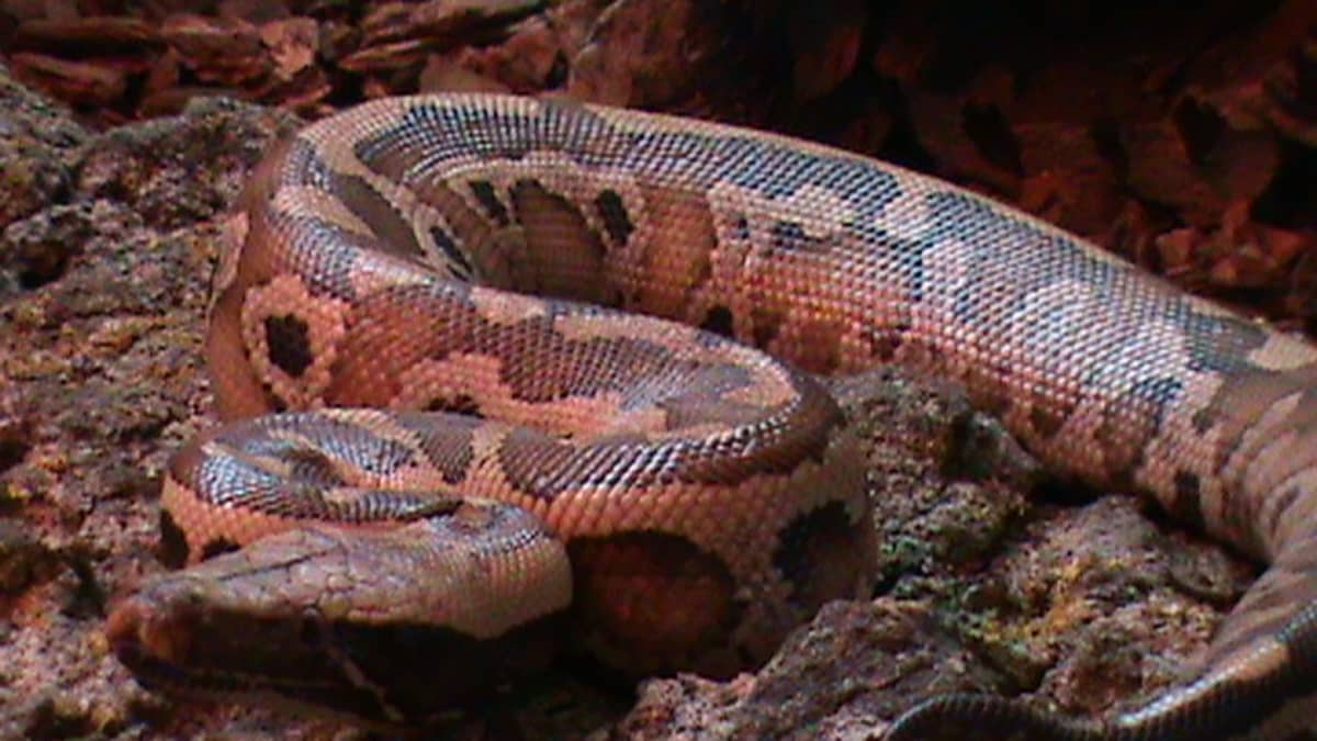 IMG Boa Constrictor Animal Facts