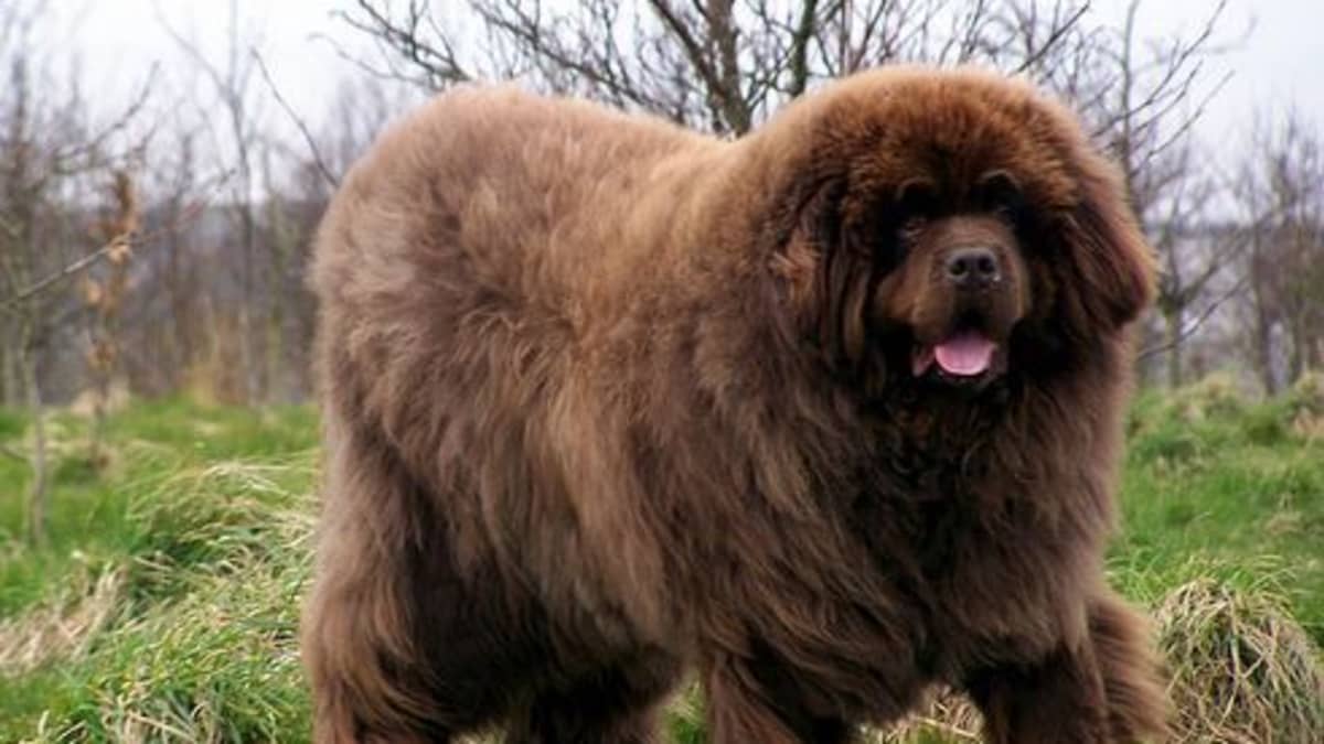 1200px x 675px - 10 Most Expensive Dog Breeds in India - PetHelpful