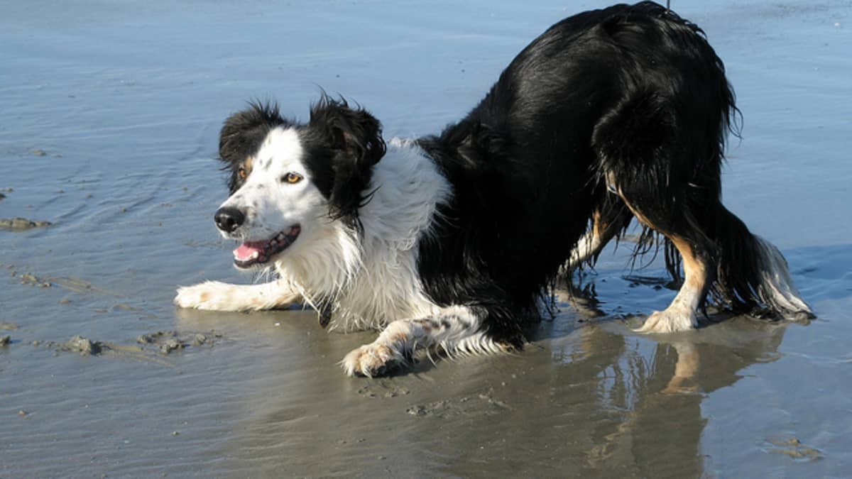 Dog Breeds Not Meant For Your Home  Material do cão, Cães raros, Cão de  guarda