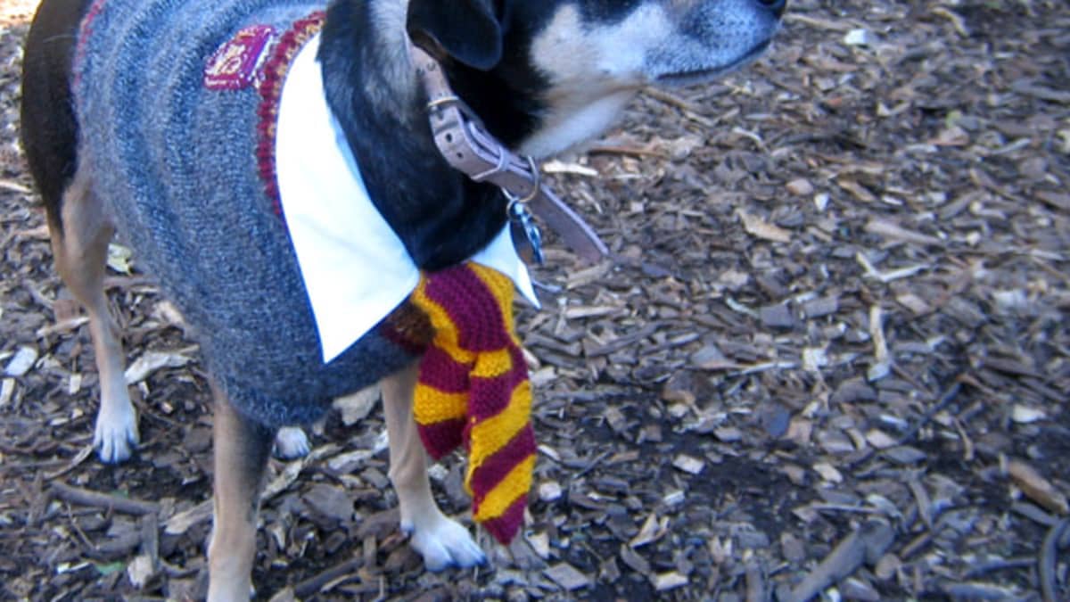 Pets Arrive in Harry Potter: Hogwarts Mystery!