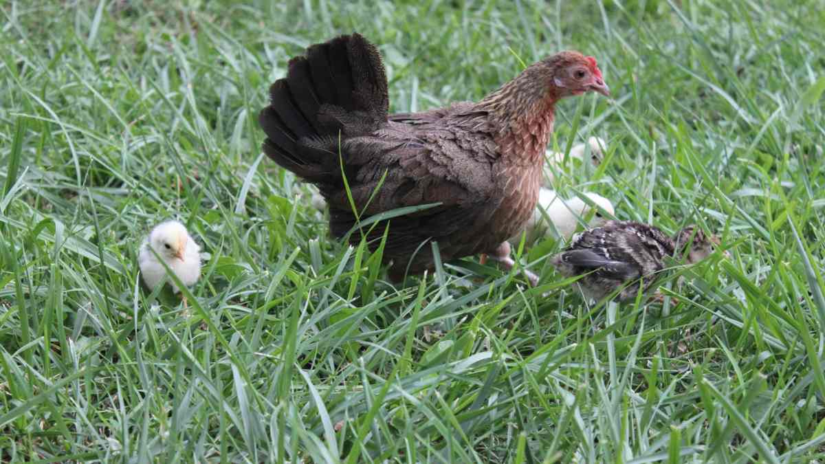 Which Chicken Breeds Are Broody? How to Care for Mother Hens - PetHelpful