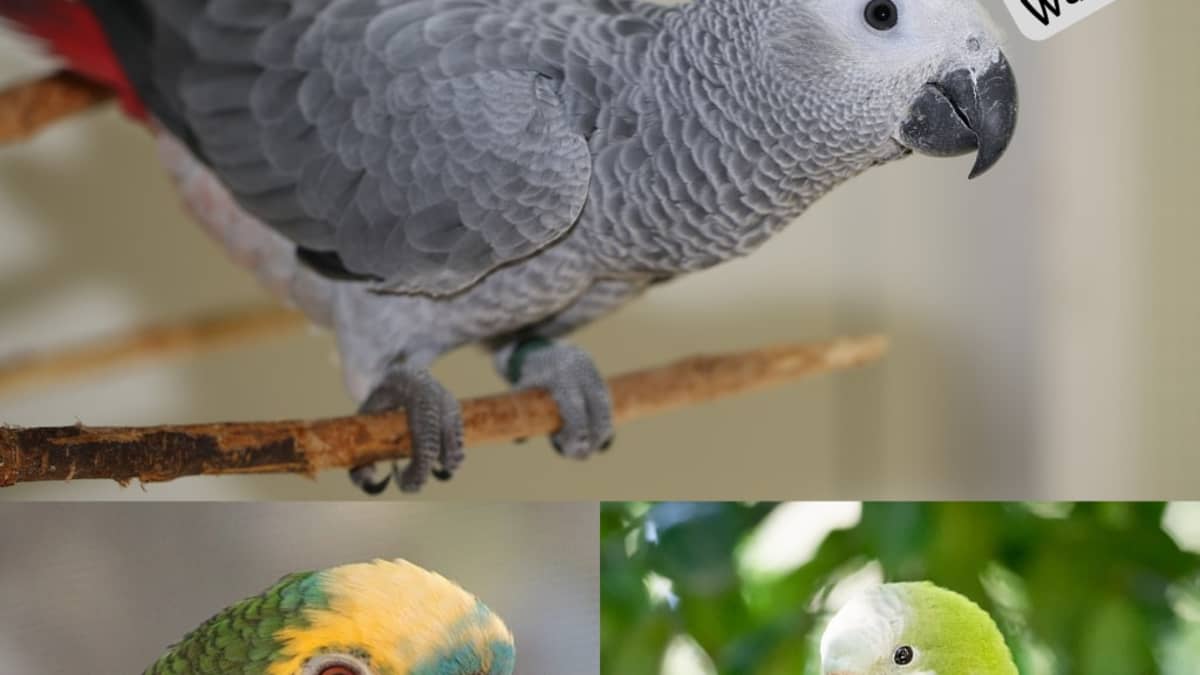 Top 10 Best Talking Parrots - PetHelpful