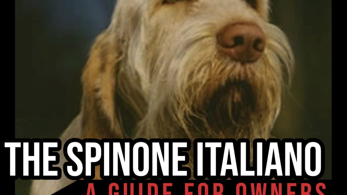 are spinone italiano noisy