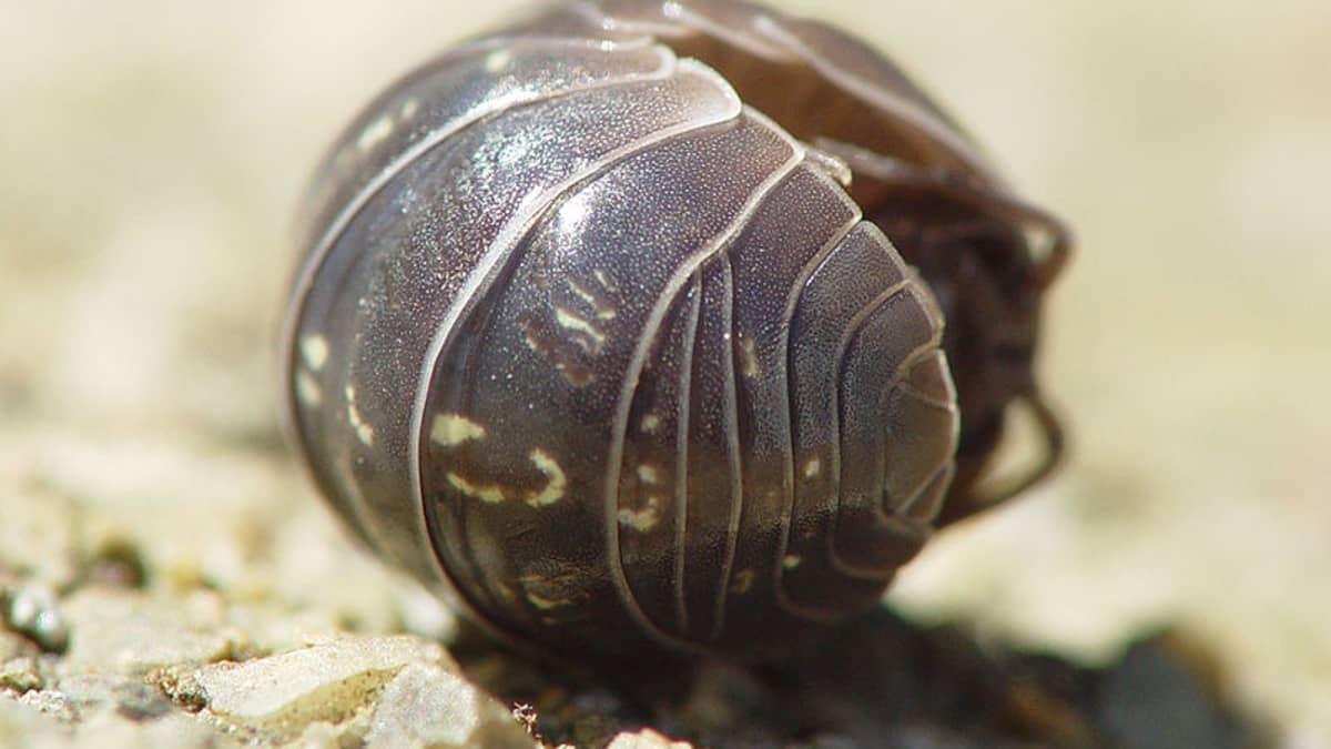 Why You Shouldn T Kill Woodlice Aka Pill Bugs Roly Polies Dengarden