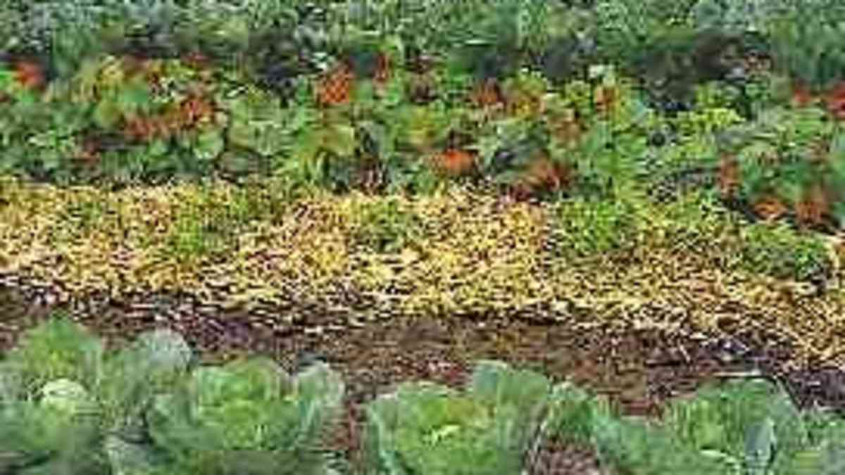 Vegetable Gardening: How to Get Started Growing Vegetables - HubPages, image size:1200x675