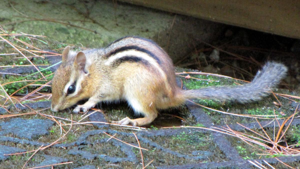 Trapping Chipmunks For Fun and Profit