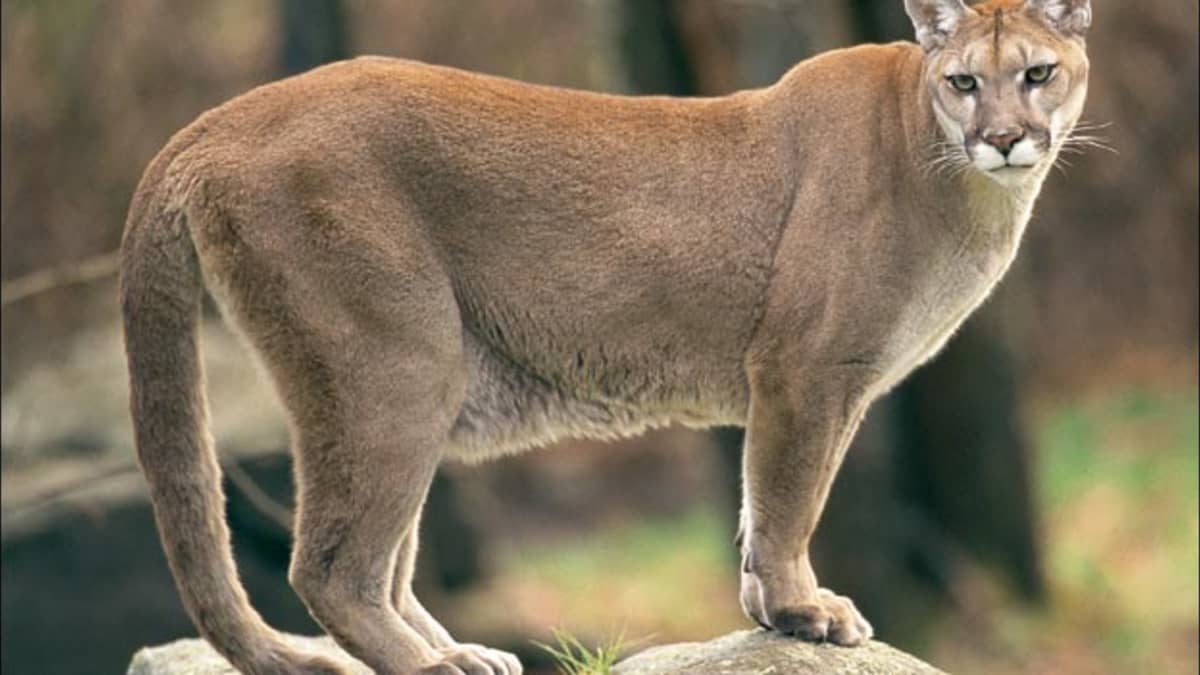 Doorzichtig statisch helaas The Cougar, Panther, Puma, or Mountain Lion - America's Second Largest Cat  - HubPages