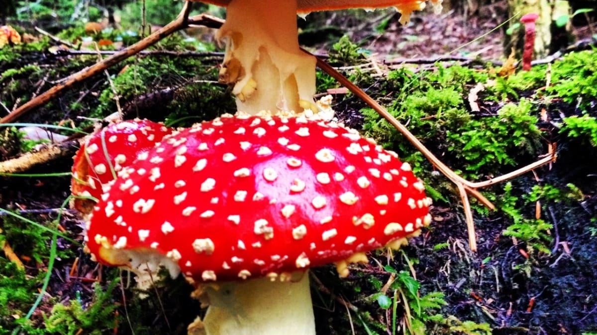 picking-edible-wild-mushrooms-wild-mushroom-hunting.jpg