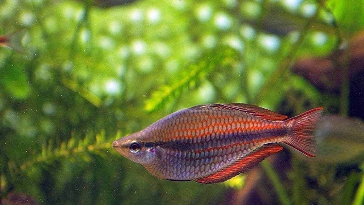 Rainbow Fish Facts – Boesmani and Other Rainbowfish - HubPages
