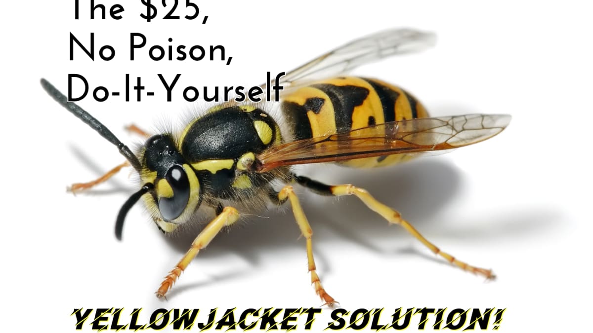 Is That a Wasp or a Yellowjacket?