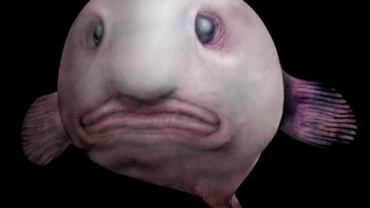 Trivias, Facts, History & Articles - The poor blobfish, doomed to look like  he's wearing a Halloween mask all year round. This deep sea dweller is  affixed with a permanent scowl, and