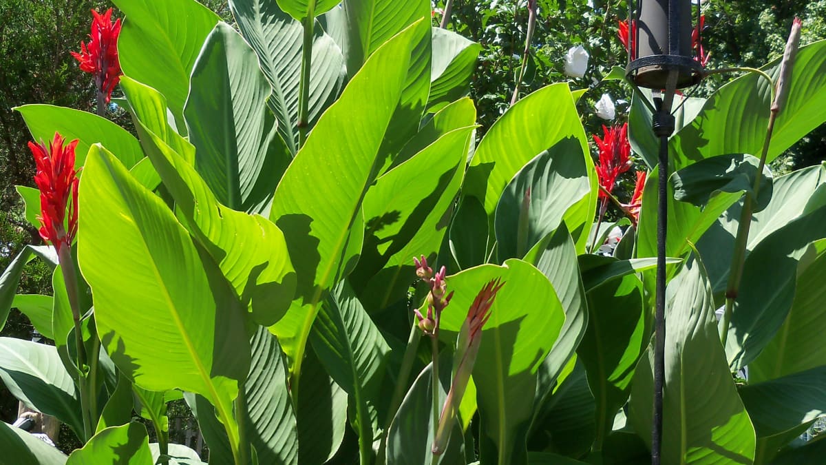 How to Grow and Care for Canna Lily (Canna spp.)