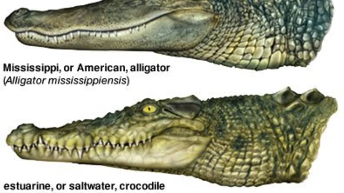 Despite their thick skins, alligators and crocodiles are surprisingly  touchy