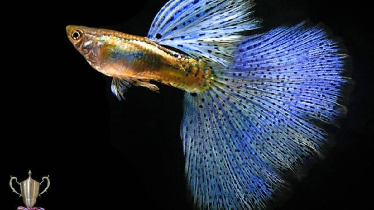 ifga guppies for sale