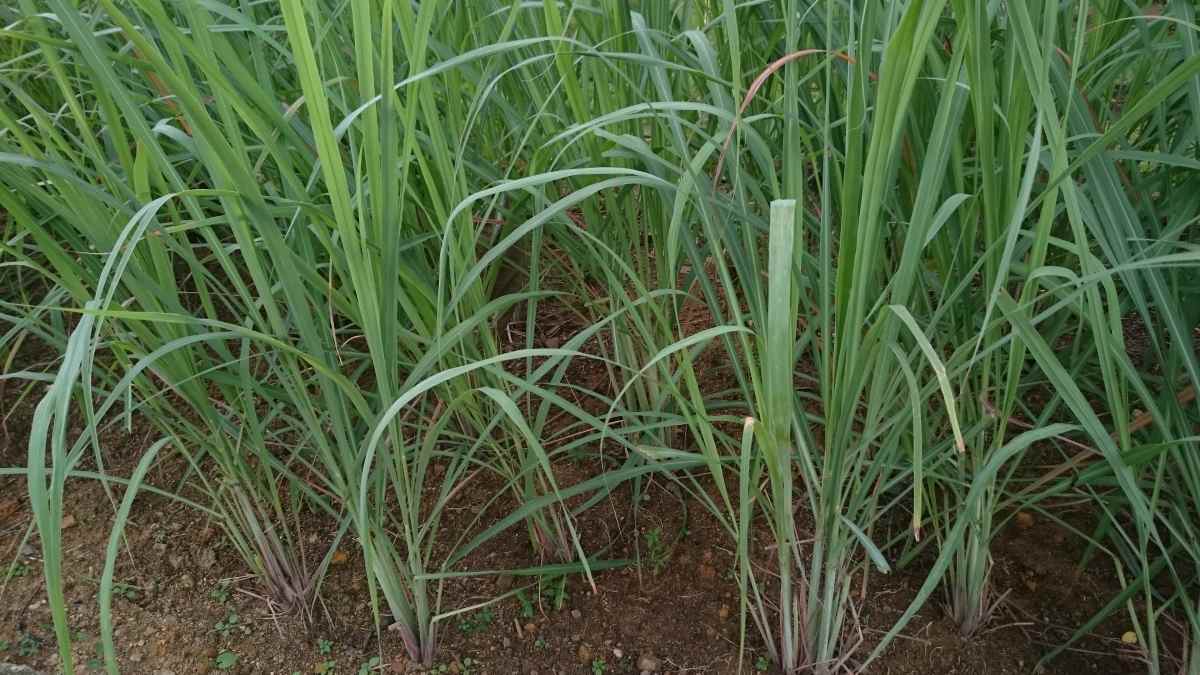 4 Amazing Health Benefits of LemongrassAn Aromatic Plant - HubPages