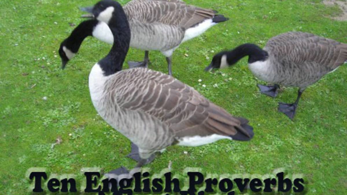 10 Useful English Proverbs And Sayings About Birds - HubPages