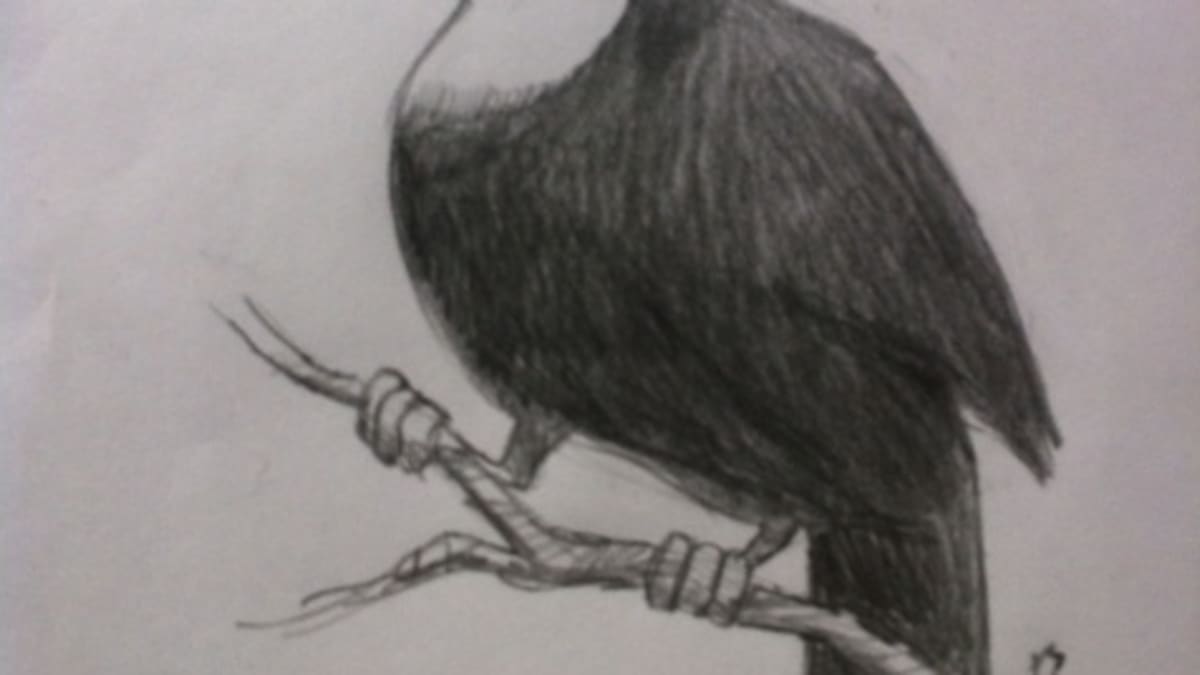 Bird Pencil Sketch by lei-melendres on deviantART | Bird drawings, Bird  pencil drawing, Bird sketch