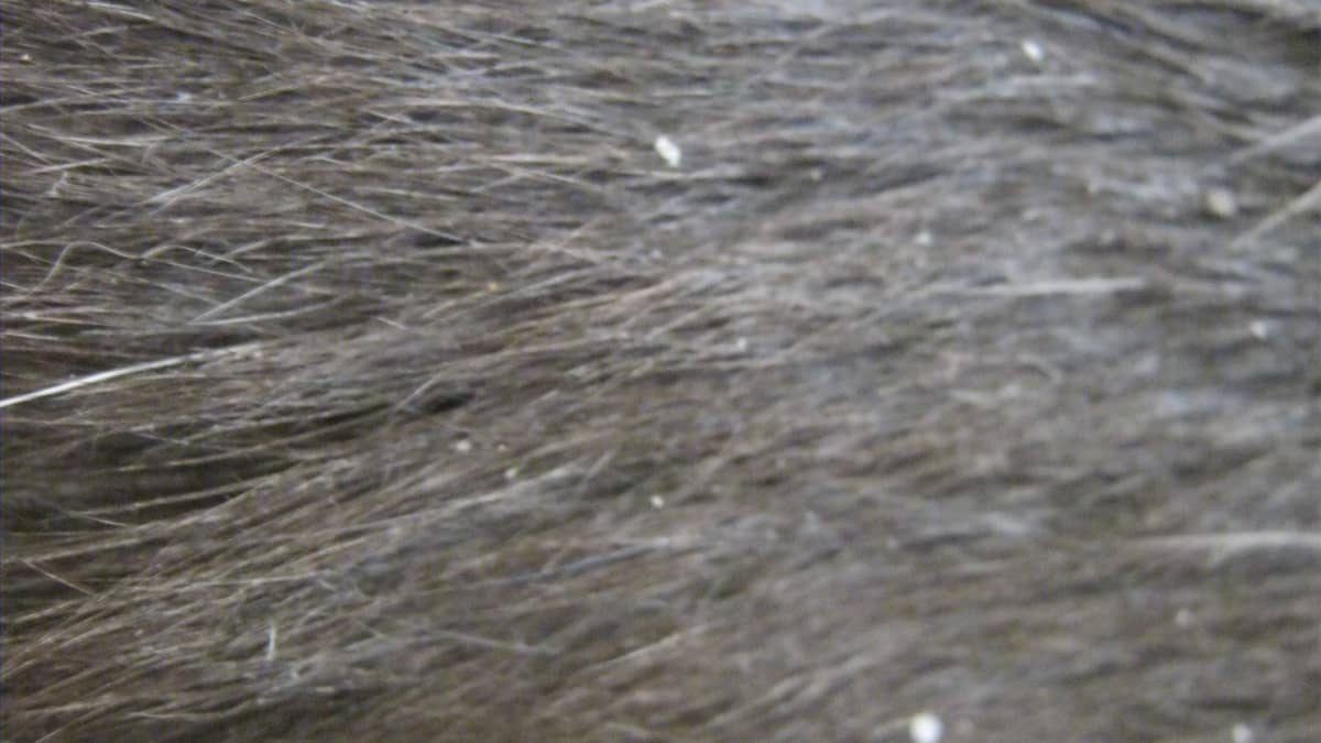 Cat Dandruff ~ Your Cat Is Not Concerned About It But Most Owners Are -  HubPages