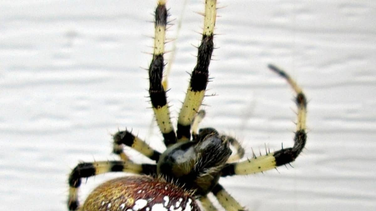 The Pumpkin Spider