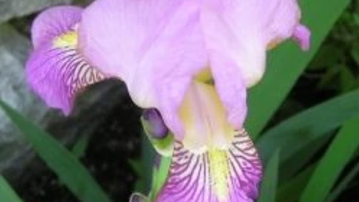 Tall Bearded Iris (Iris 'Iced') in the Irises Database 