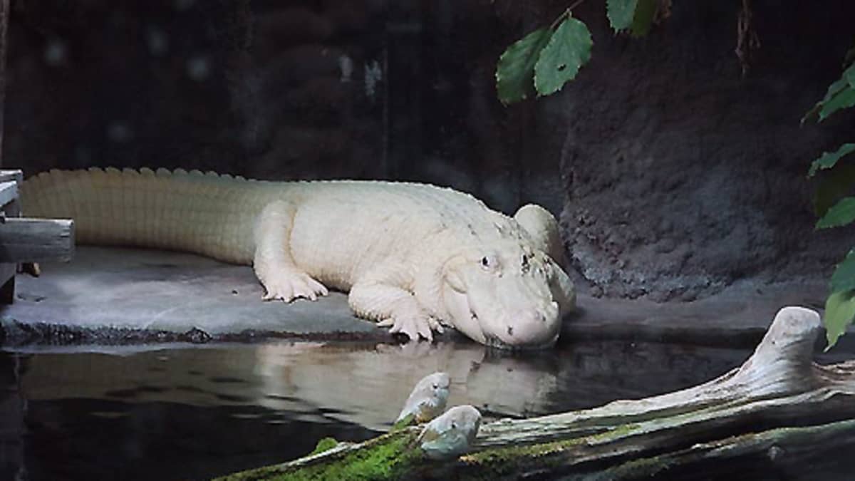 Is there such a thing as an albino crocodile? - Quora
