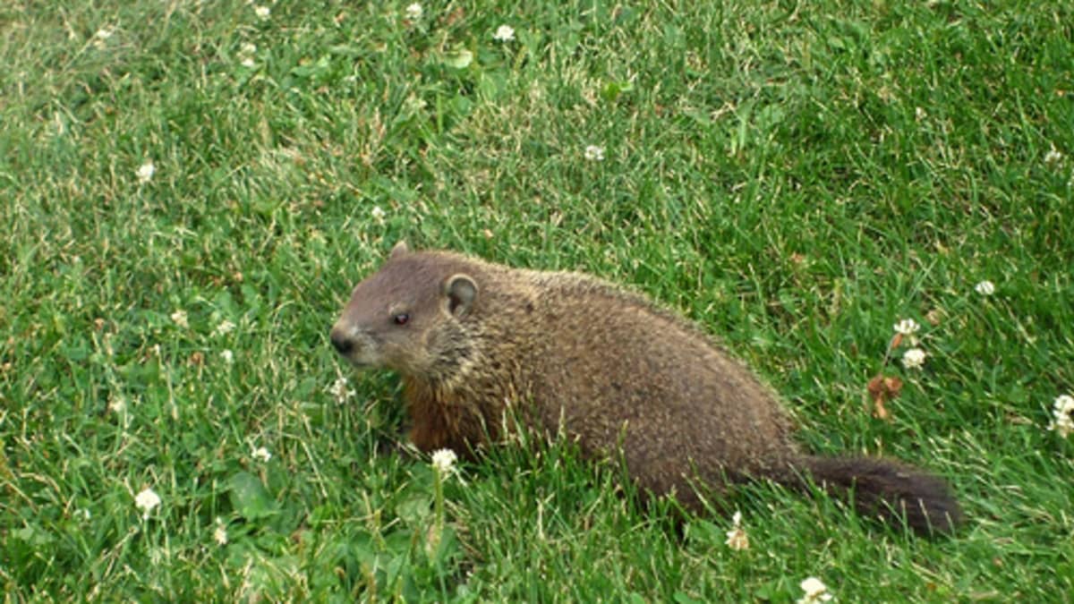 when do groundhogs have babies in maryland