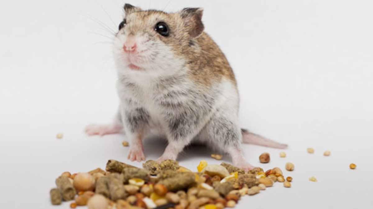 24 Can Dogs Eat Hamster Food