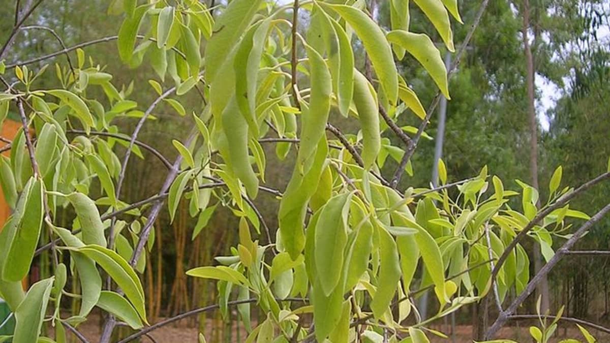 hybrid – SANDALWOOD PLANT NURSERY