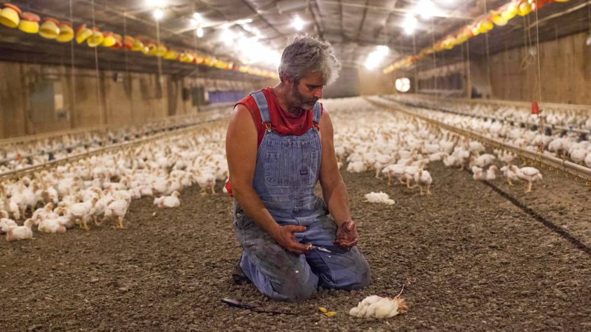 The Farmer Who Exposed Perdue's Claims of Humanely Raised Chicken -  Soapboxie