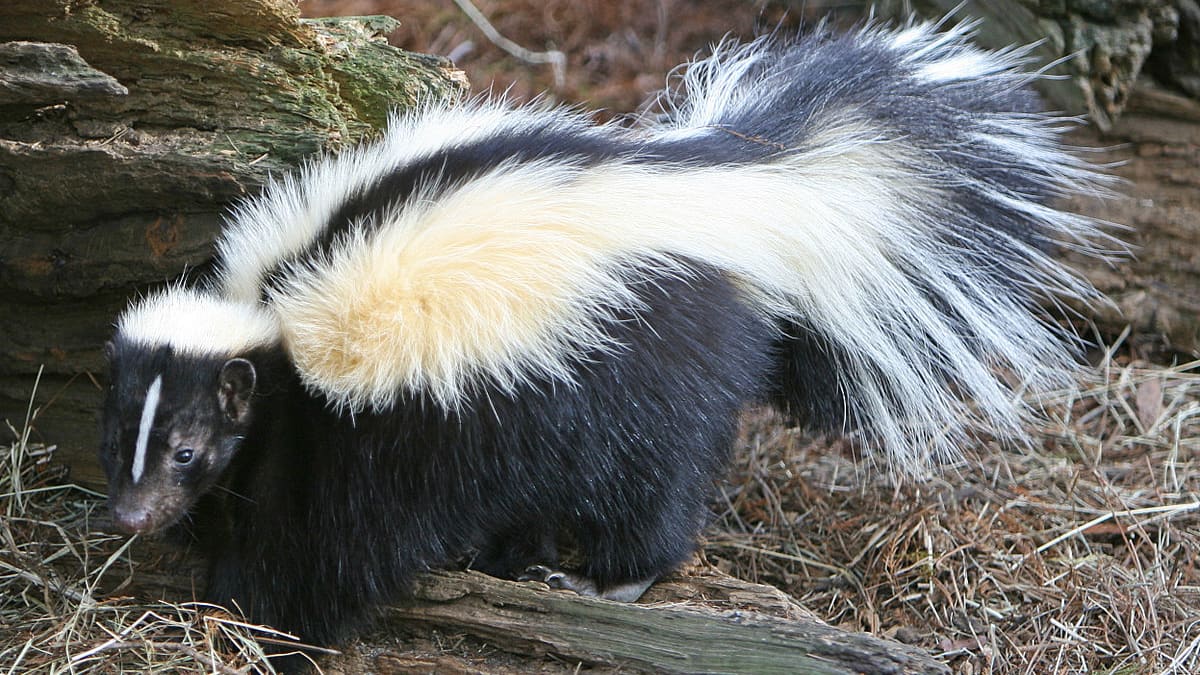 Sent Home From School Because of the Horrible Skunk Odor - HubPages