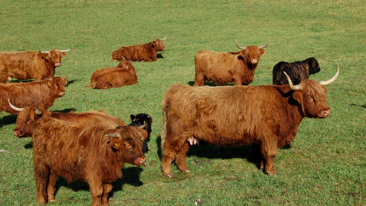 Highland cattle: Ancient breed makes big comeback