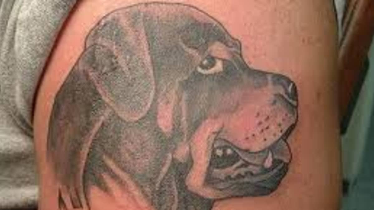 Rottweiler Tattoos And Meanings; Rottweiler Tattoo Designs And Ideas-Rottweiler  Tattoo Pictures - HubPages