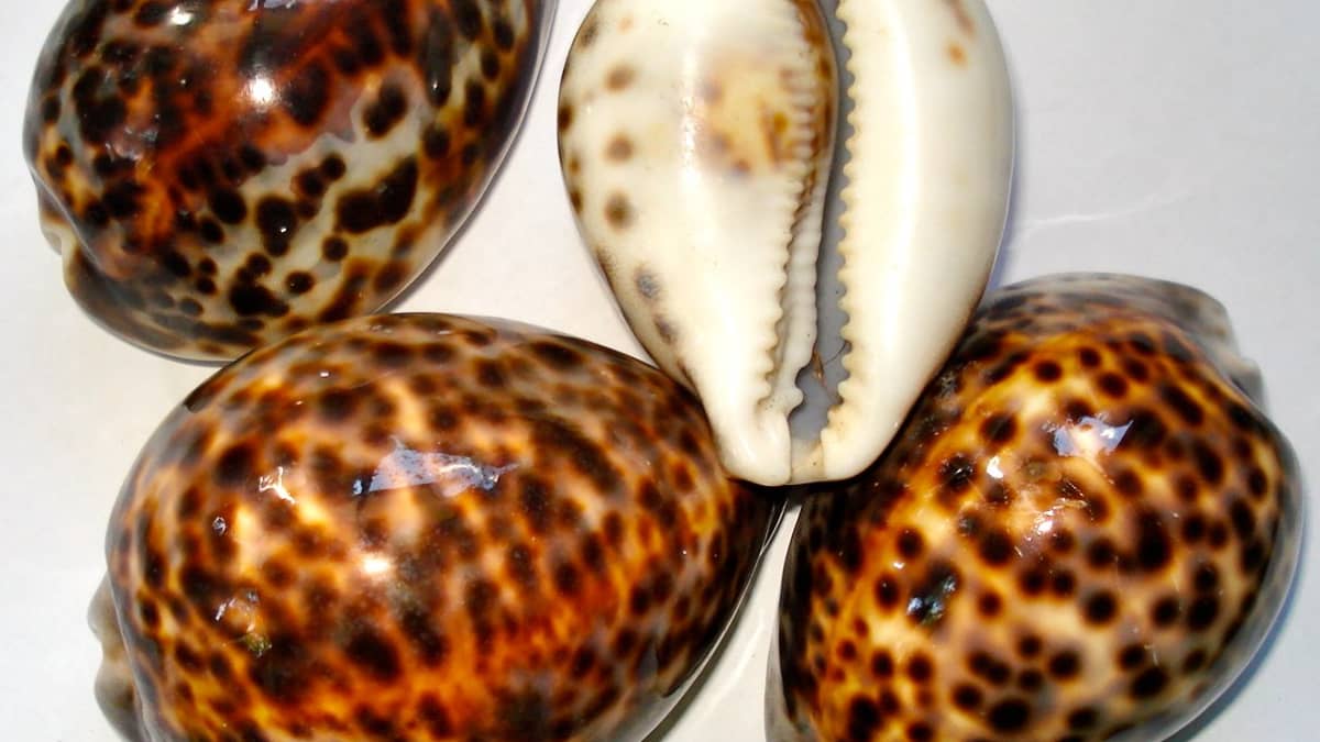 A pair of DAWN COWRIE seashells 