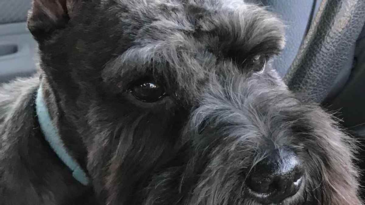 Miniature Schnauzers Are The Perfect Choice For Any Family - HubPages