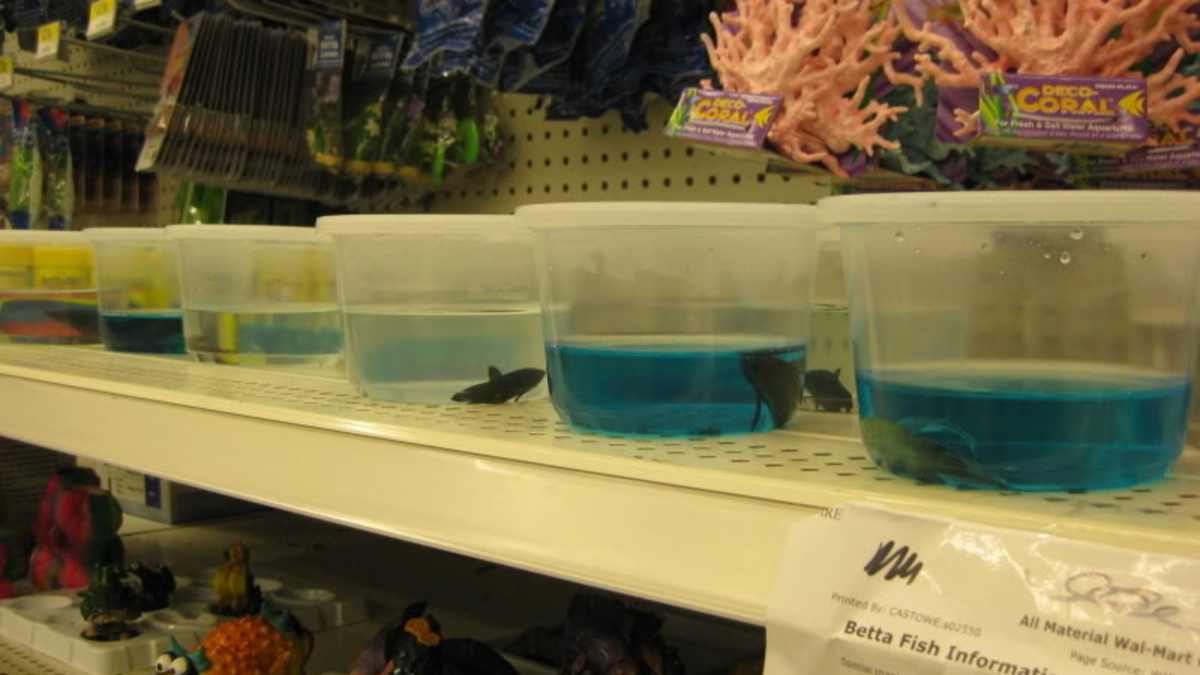 betta fish in walmart