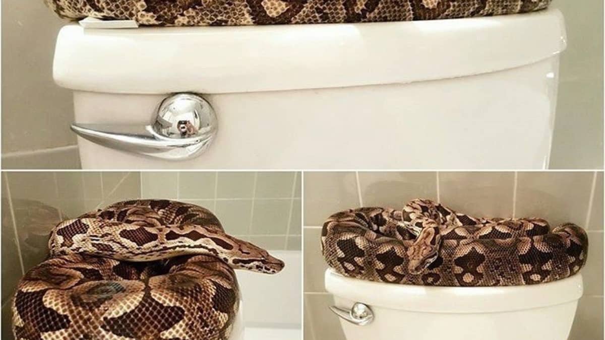 How a Snake Can Get Into Your Home Through Your Toilet — Best Life