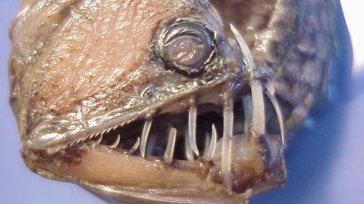 TOP TEN CREEPIEST FISH IN THE WORLD - HubPages