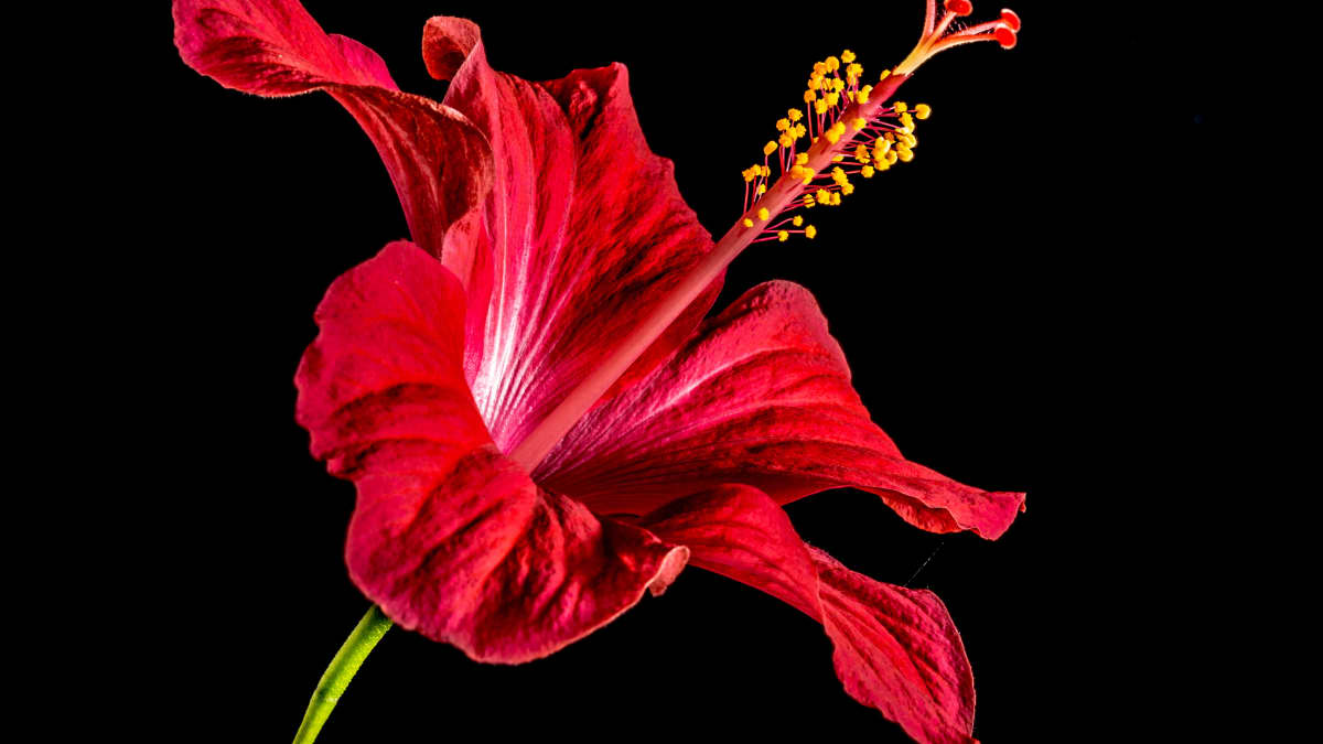 Red Hibiscus Flowers Pictures Varieties And Uses Hubpages