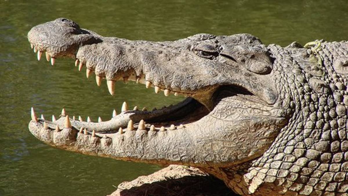 How to Sex a Crocodile - HubPages