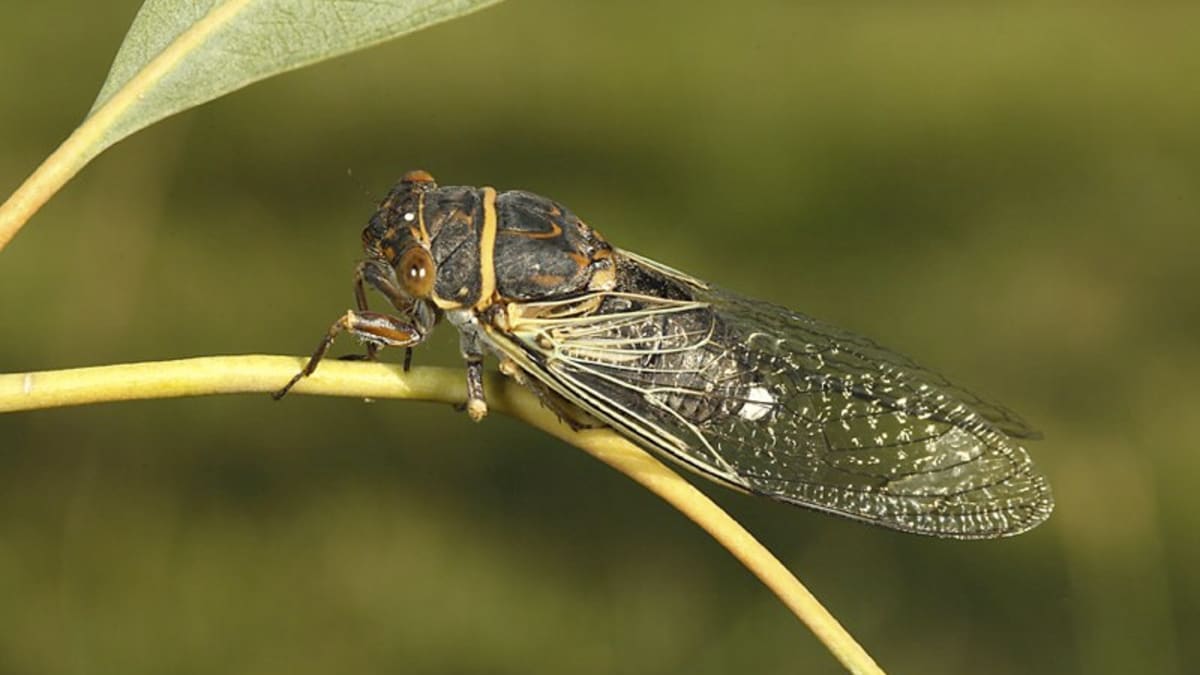  bouti1583 Fishing Lures for Bass, Lifelike Cicada